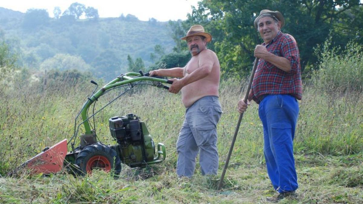 Los hermanos Ramón y Alejandro García Sánchez, segando en Rusecu.