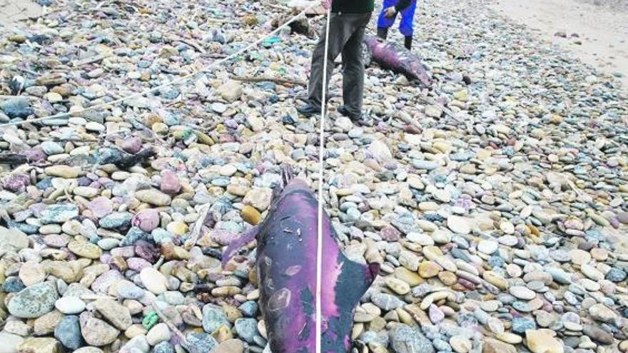 Luis Laria y un colaborador de la Cepesma, retirando dos cadáveres de delfines de la playa gozoniega de Xagó.