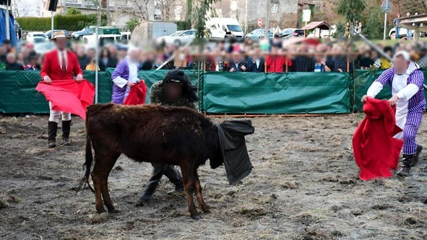 La Xunta abre un expediente sancionador contra la &quot;capea&quot; de la vaquilla del Entroido de Salgueiros