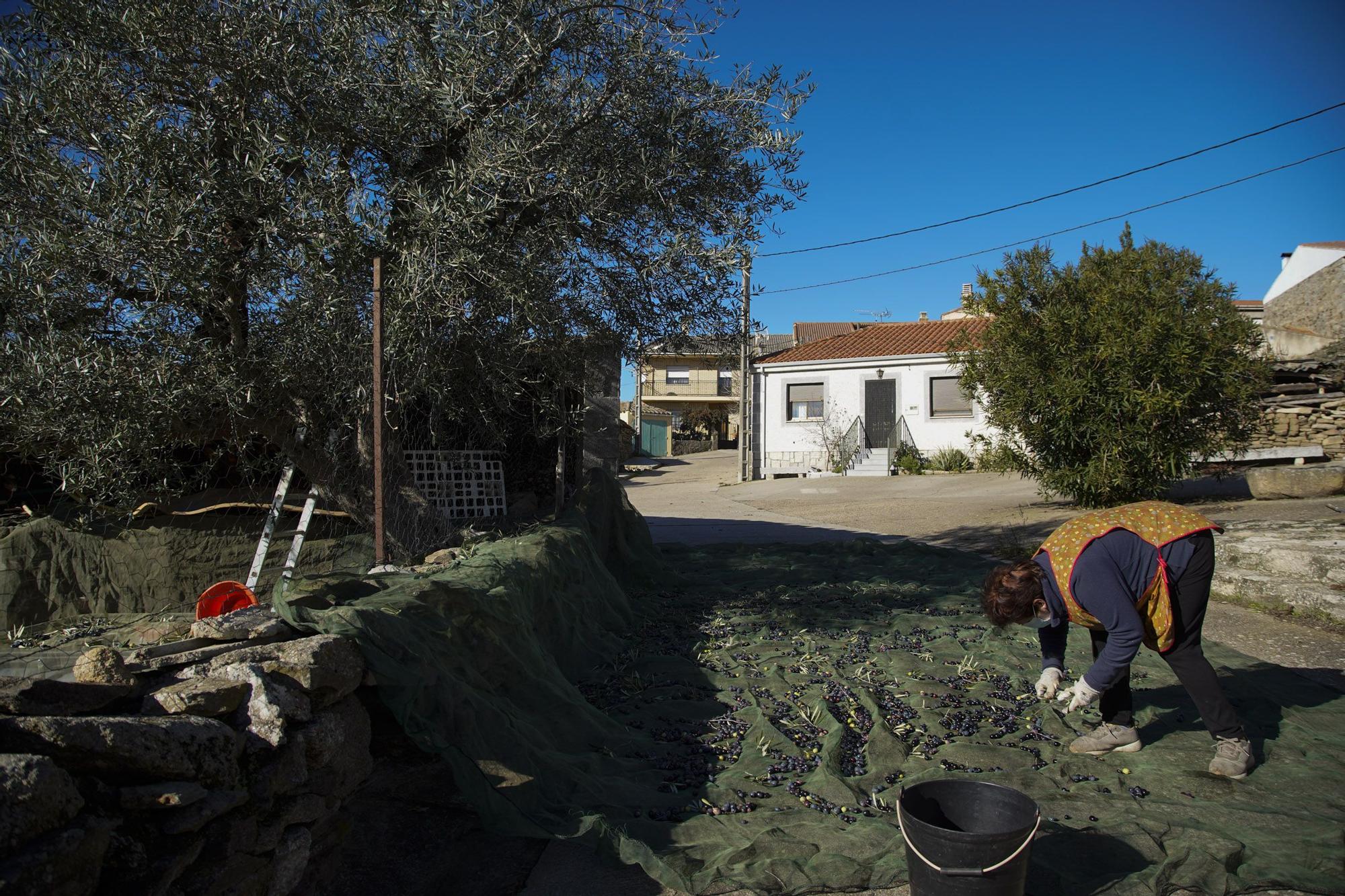 Las mejores imágenes del "cosechón" de aceitunas en Arribes