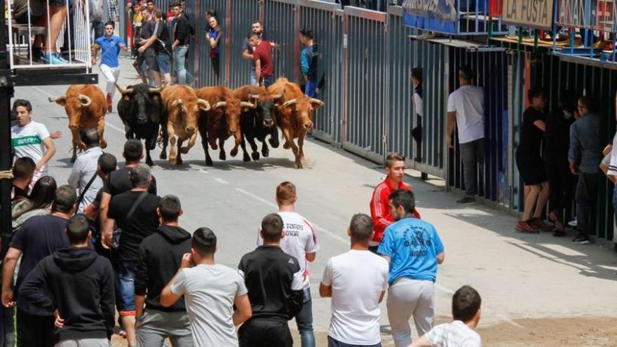 La entrada de vacas se estrena en Vila-real con éxito rotundo