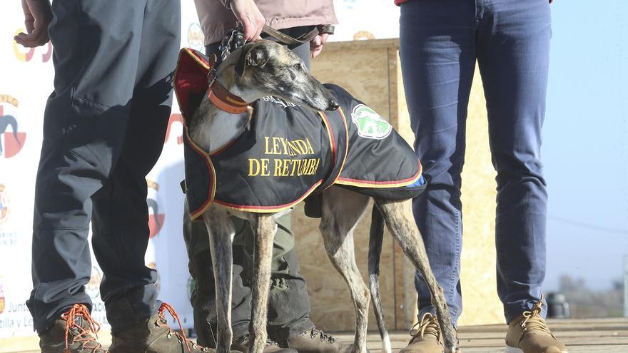 Leyenda corrió 24 minutos en todo el Campeonato de España de Galgos