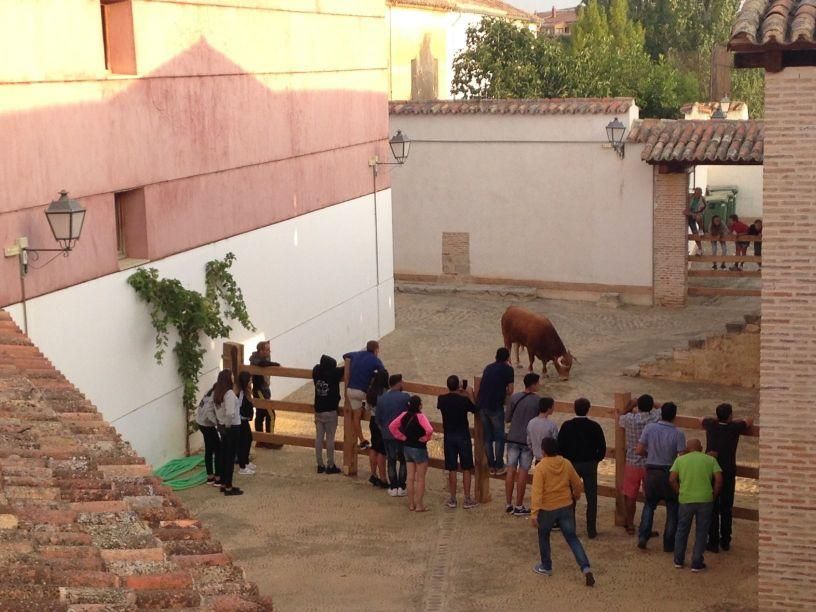 Fiestas Toro: Encierro urbano y suelta de vaquilla