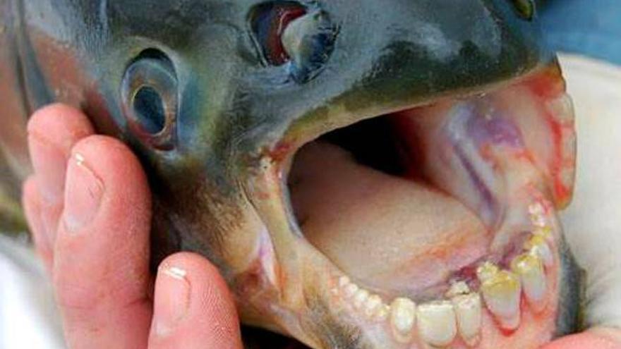 Alerta ante la proliferación de peces &#039;muerde-testículos&#039; en Europa y EEUU