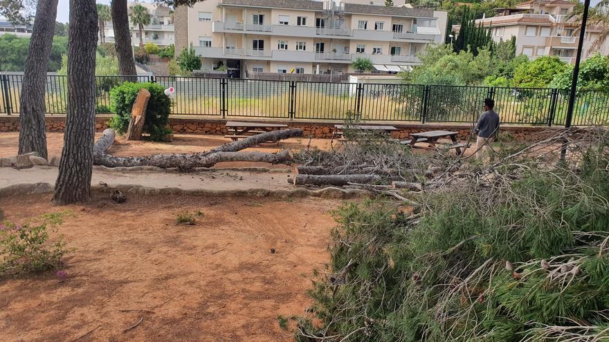 Talan un árbol de un parque de Ibiza tras caer una rama durante una celebración