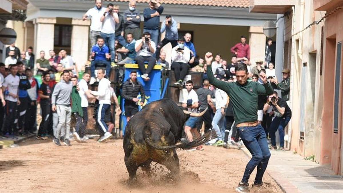 Foto de la exhibición de un toro en las fiestas del barrio El Salvador, en Nules, en una imagen de archivo.