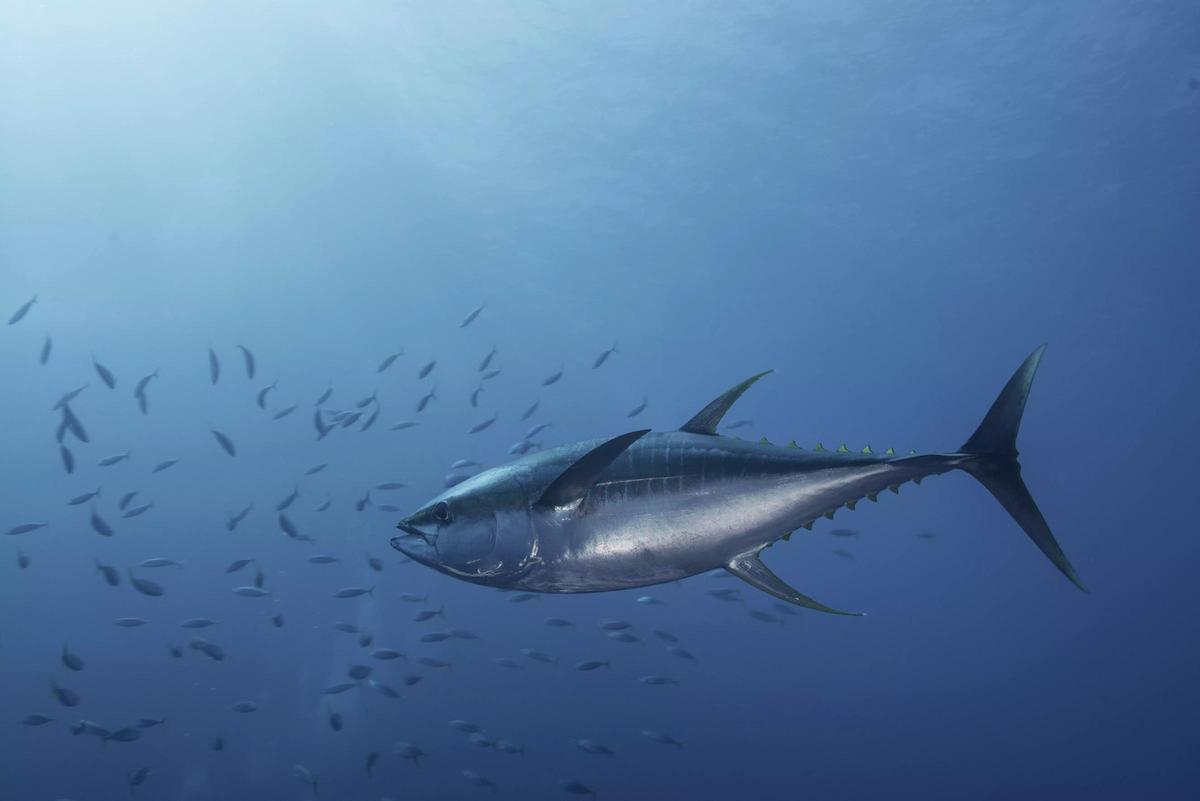 Un ejemplar de atún en el fondo del mar