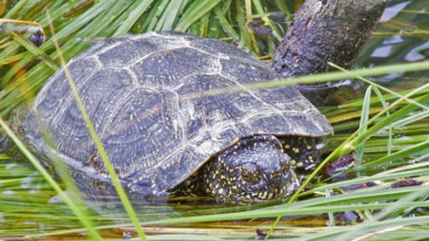 Alliberaran una desena de tortugues d&#039;estany al Parc Natural dels Aiguamolls