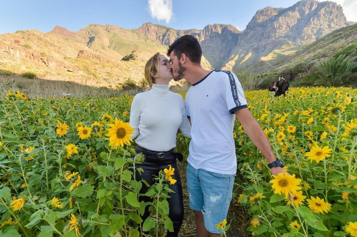Girasoles en Guayedra (Agaete)