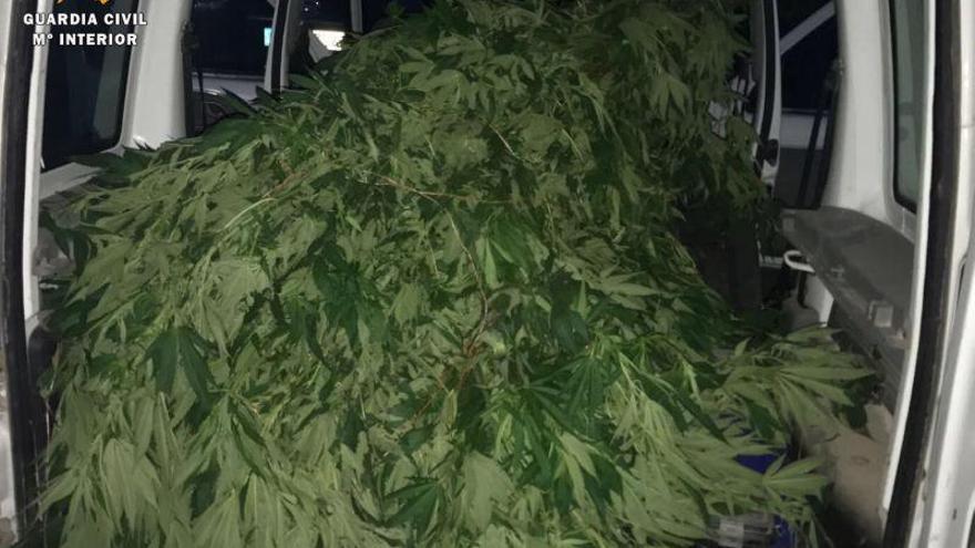 Detenido por cultivar 100 plantas de marihuana en Ballobar