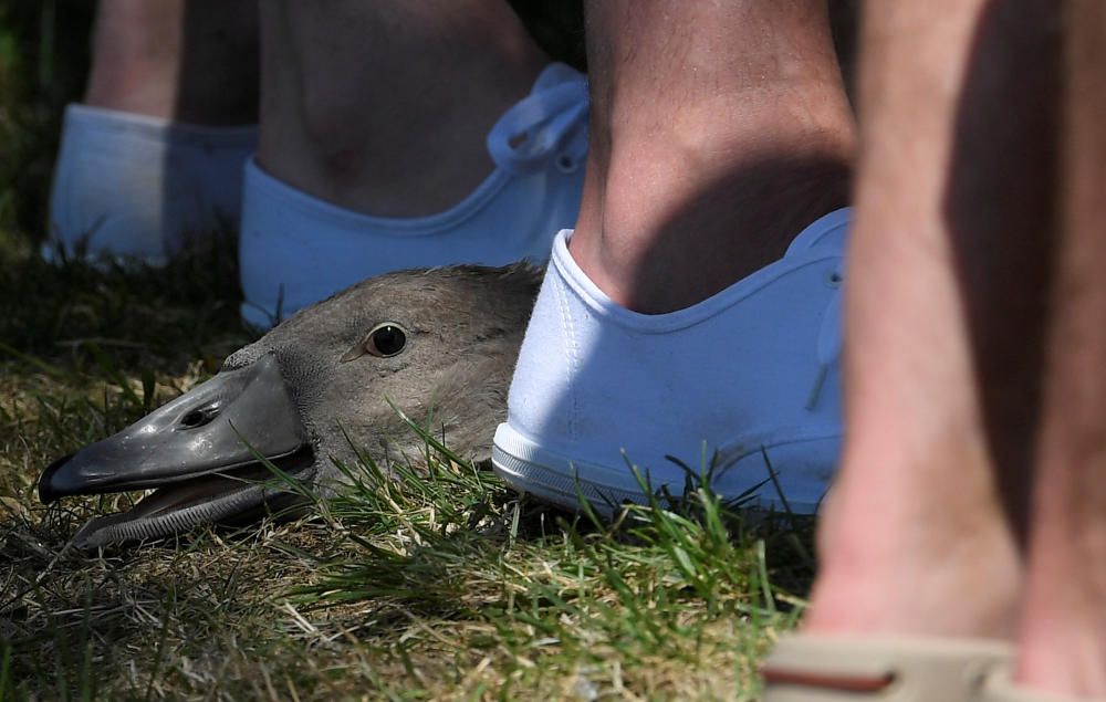 Swans and cygnets are weighed, measured, ...