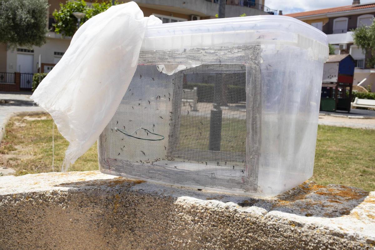 Una urna con mosquitos macho esterilizados preparados para la suelta.