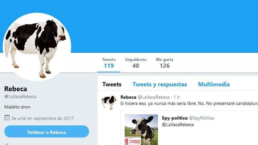 La vaca huida en Borriana ya tiene cuenta en Twitter