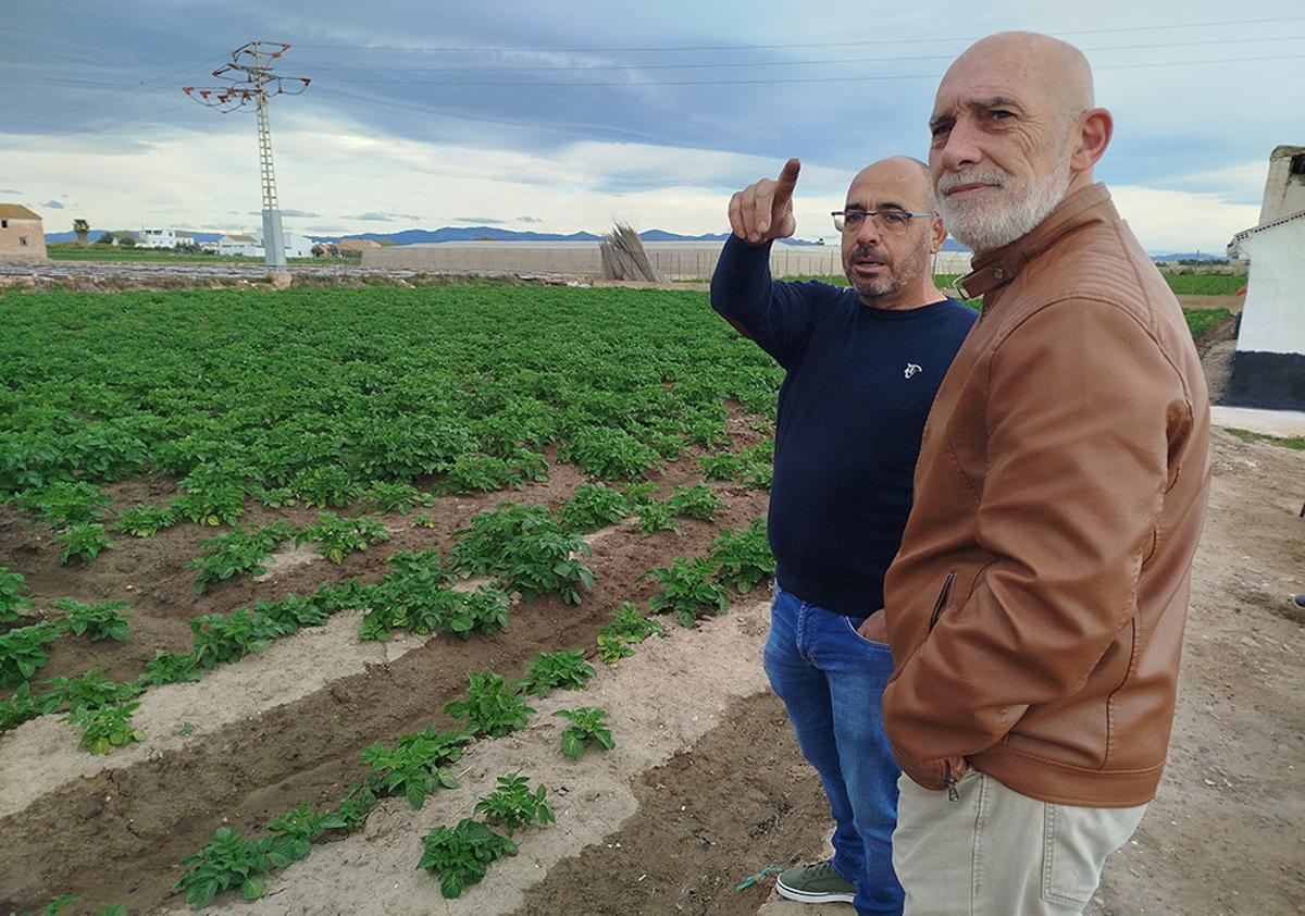 Explotación de hortalizas en un huerto de Meliana.