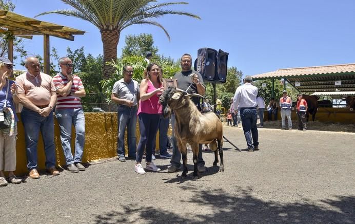 ARUCAS GRAN CANARIA A 28/05/2017 Entrega de premios concurso de ganado del Cabildo de Gran Canaria. FOTO: J.PÉREZ CURBELO