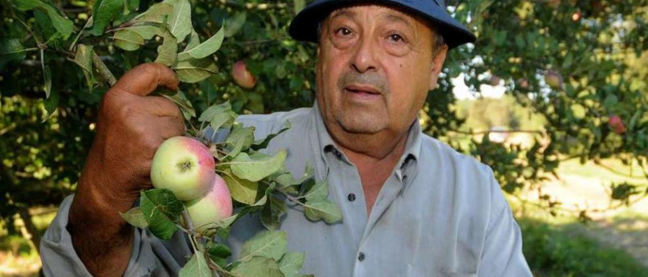 José Antonio López Pampín, durante una campaña de recogida de manzana. // Bernabé/Javier Lalín