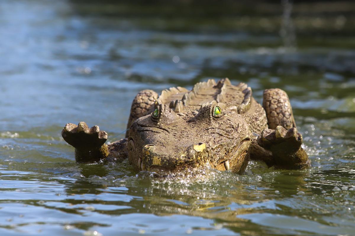 Caiman Rio El caimán se echa al río - Diario Córdoba