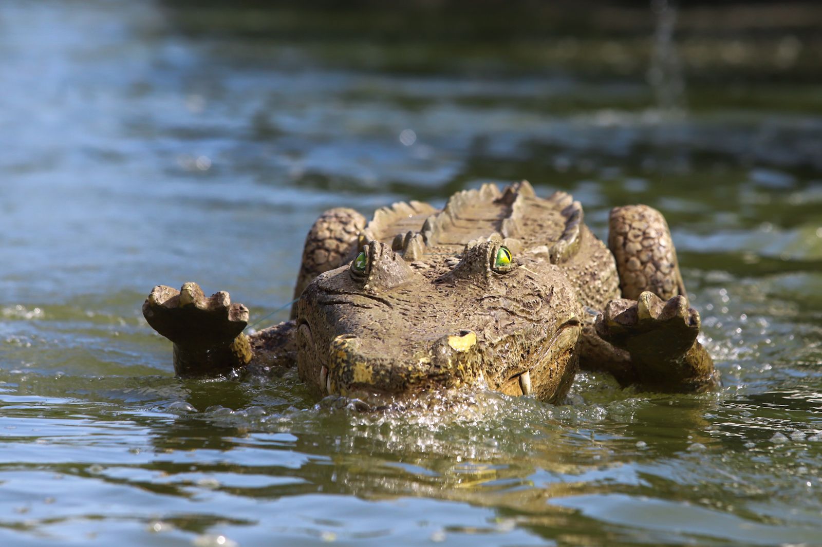 El caimán se echa al río