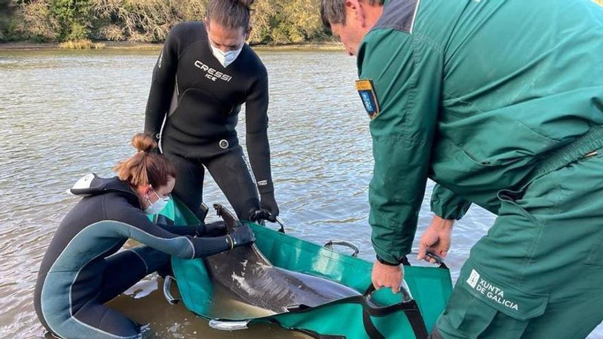 Cemma lidera el rescate de un delfín varado en Ribadeo aunque cree que no ha logrado sobrevivir