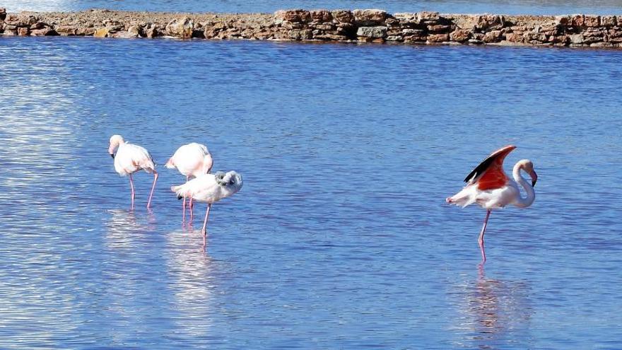 Unas 25.000 aves acuáticas pasan el invierno en Baleares