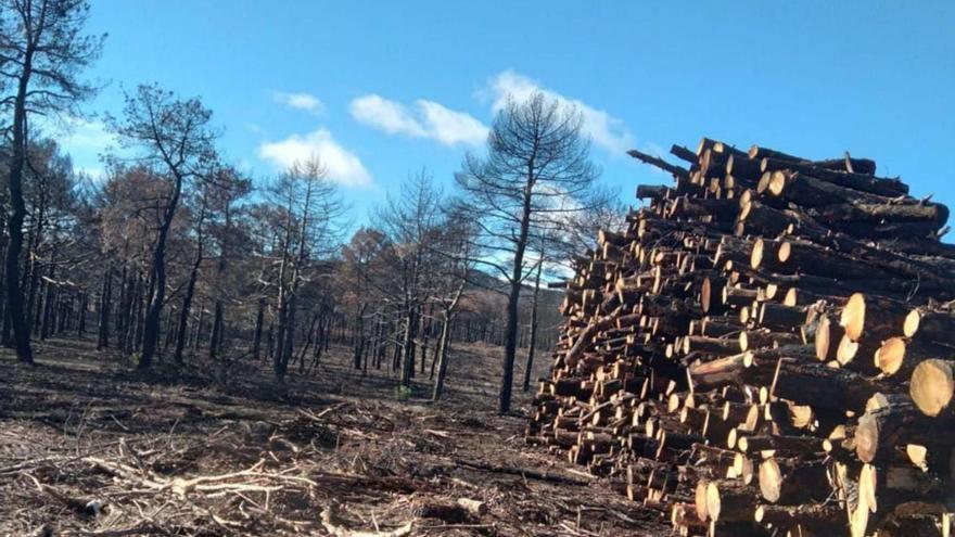 Riofrío adjudica en 172.000 euros la última corta de madera quemada
