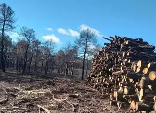Riofrío ingresa 172.000 euros por la madera quemada