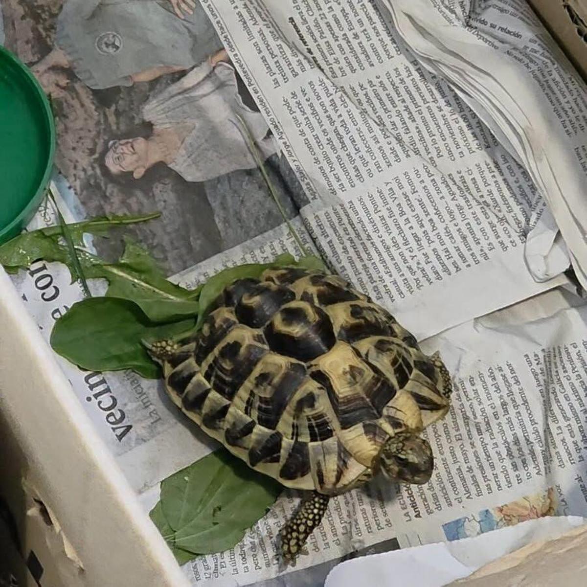 centro recuperación fauna cerdedo tortuga pato. FBMD0a000a2e020000073500000f7a0000757e0000f58500009bb90000e33e0100a4480100d74d0100e15401002f130200