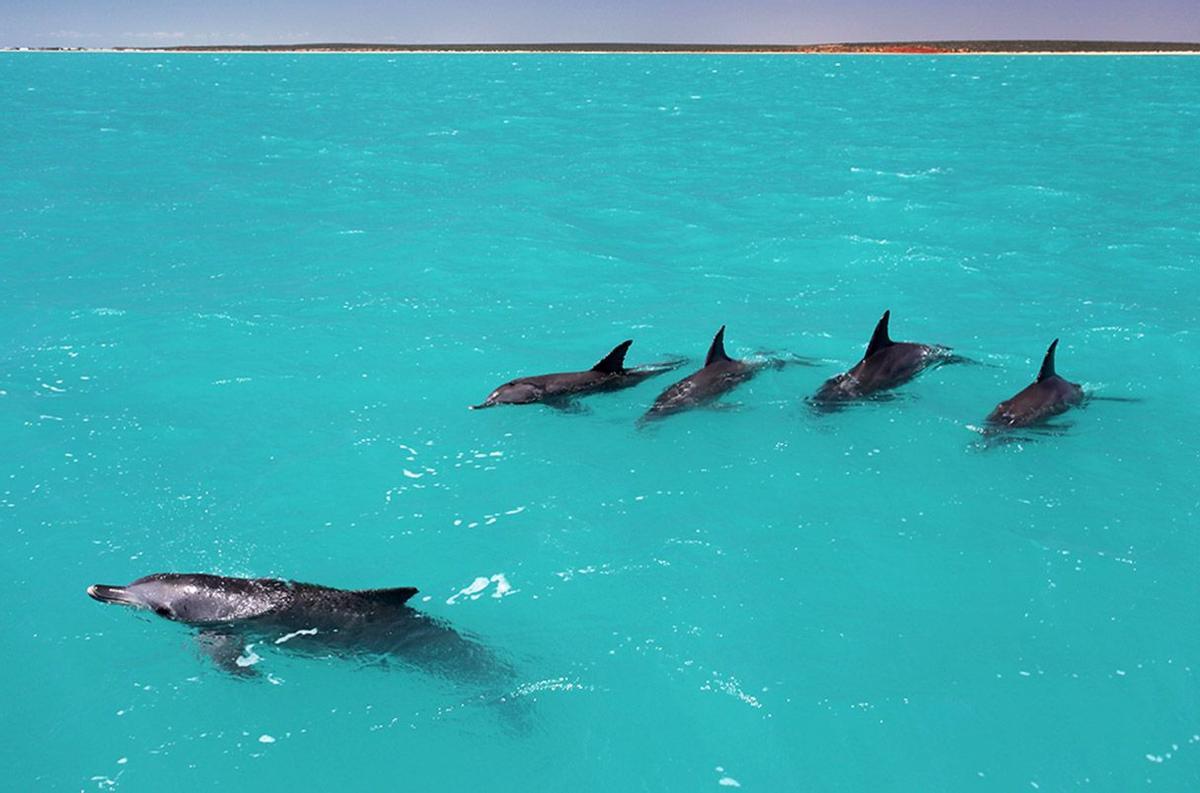 Un delfín mular hembra solitario está custodiado por cuatro machos en la Bahía Shark, Australia.