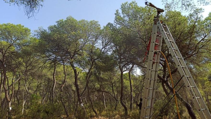 El estudio plantea cuáles son las necesidades hídricas de los bosques y cómo suplirlas.