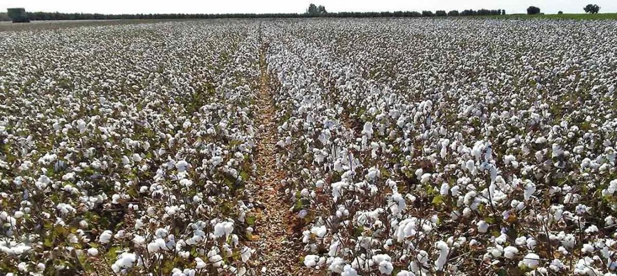 Moda letal: 10.800 litres d'aigua per a uns texans