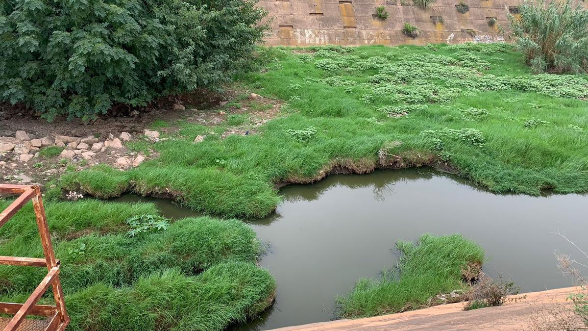 Estado actual del cauce del Río Seco en Castelló, lo que permite la proliferación de los mosquitos según denuncian los vecinos.