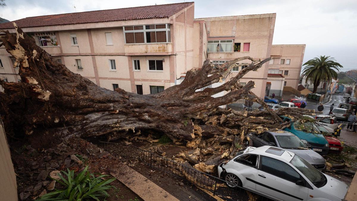 La primera mañana realejera tras la caída del drago de San Francisco