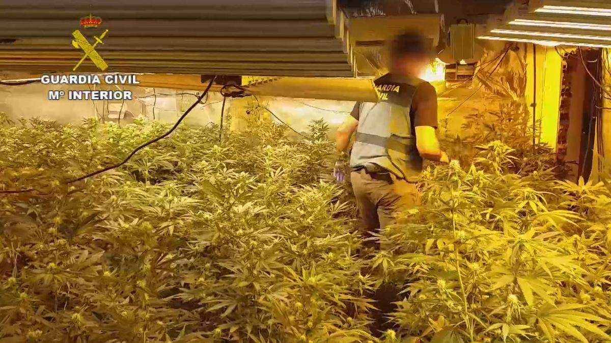 Cae un grupo criminal dedicado al cultivo de marihuana en la provincia de Málaga