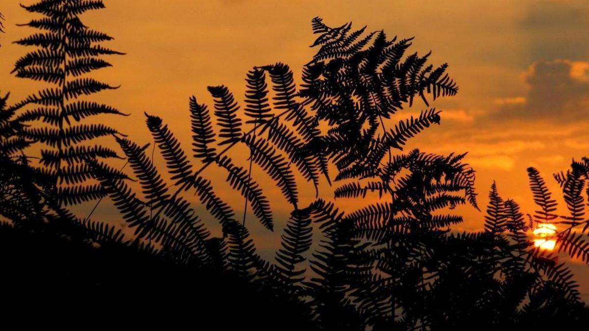植物は気候変動に適応するが、猛暑が限界を示す