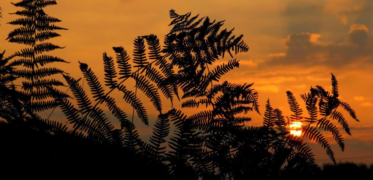 Las plantas se adaptan al cambio climático, pero el calor extremo marca su límite