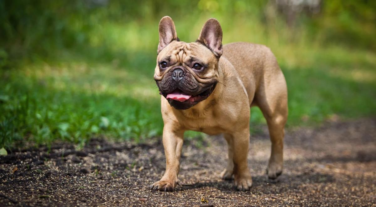 Bulldog francés, también propenso a enfermedades