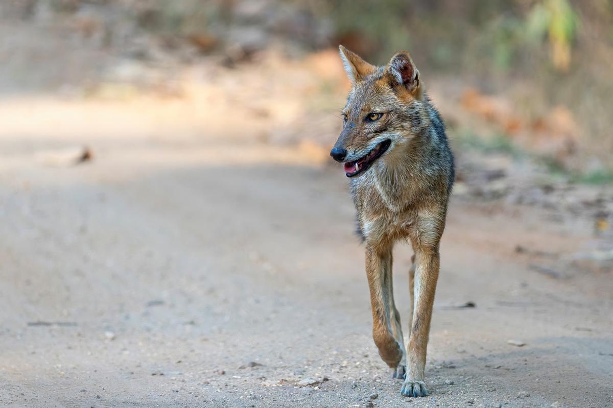 El chacal se beneficia del declive del lobo