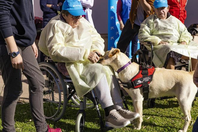 FOTOS | Los perros terapéuticos llegan a la sanidad pública de Baleares: así es una sesión en el Hospital Joan March