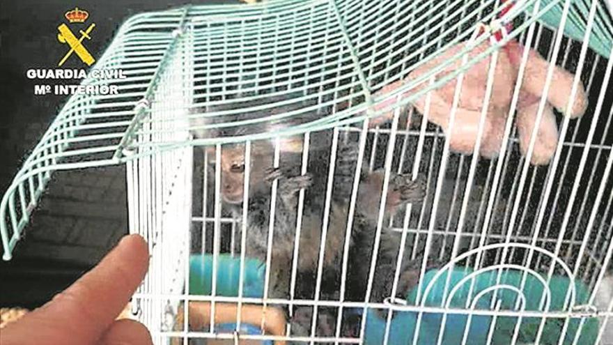 Investigadas 11 personas por vender primates