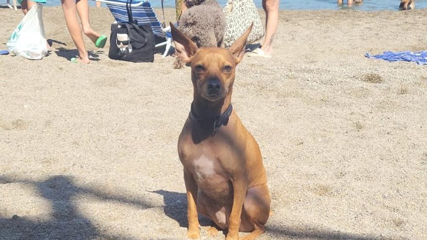 La advertencia de la Guardia Civil sobre las mascotas en verano: &quot;Depende de ti&quot;