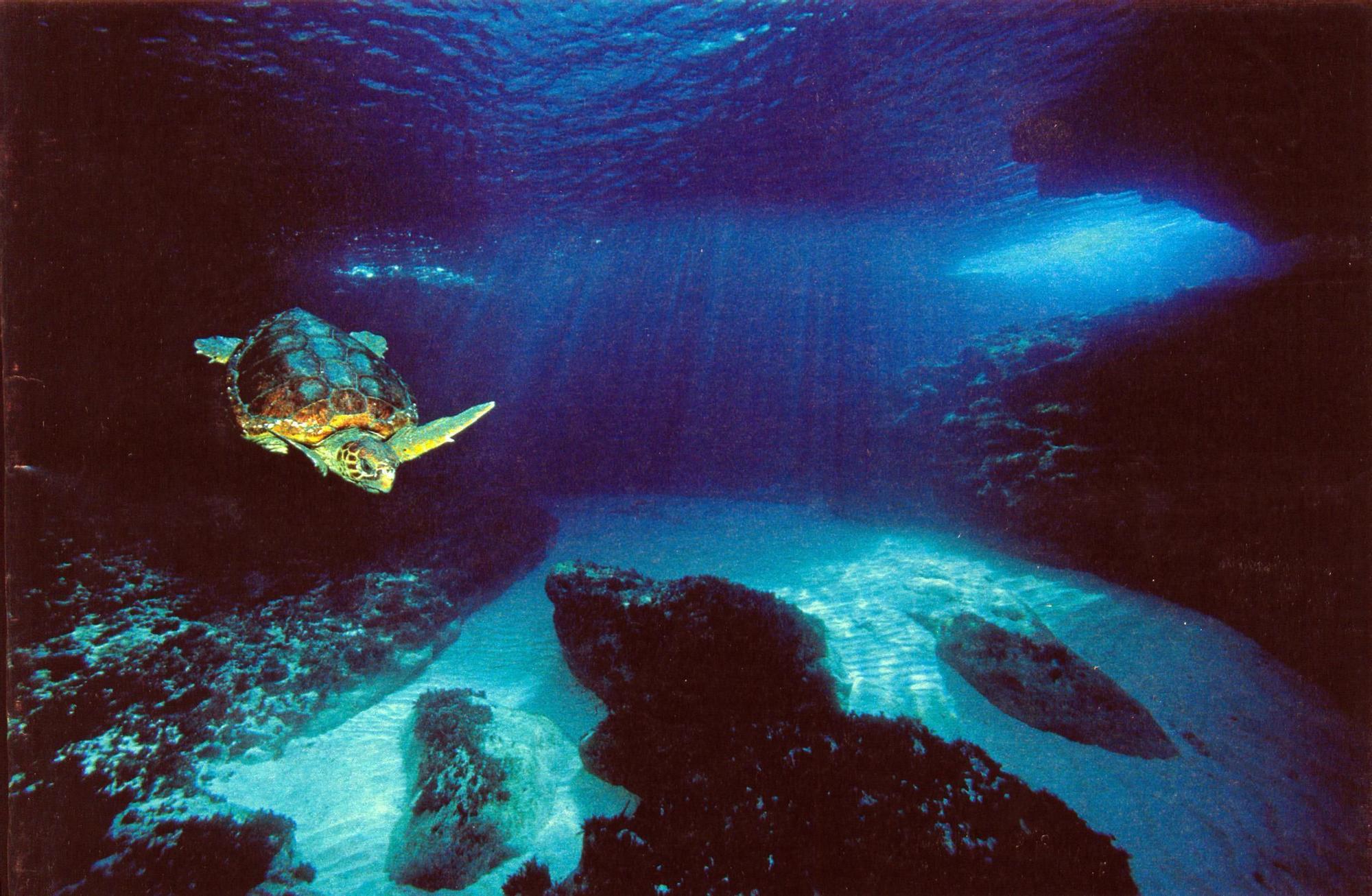 Una tortuga en una cueva de Formentera.