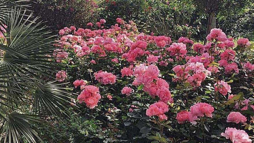 L&#039;Albarda de Pedreguer, el gran jardín mediterráneo que reabre repleto de flores