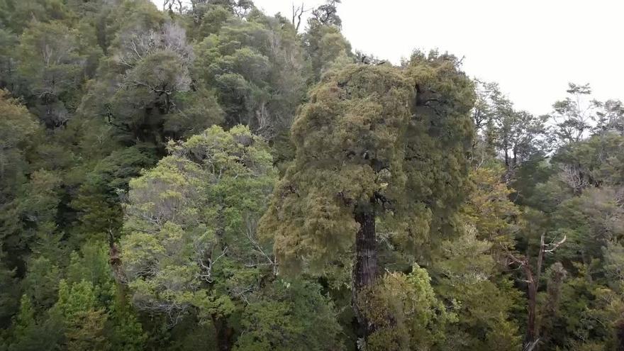 El arbol mas longevo del mundo