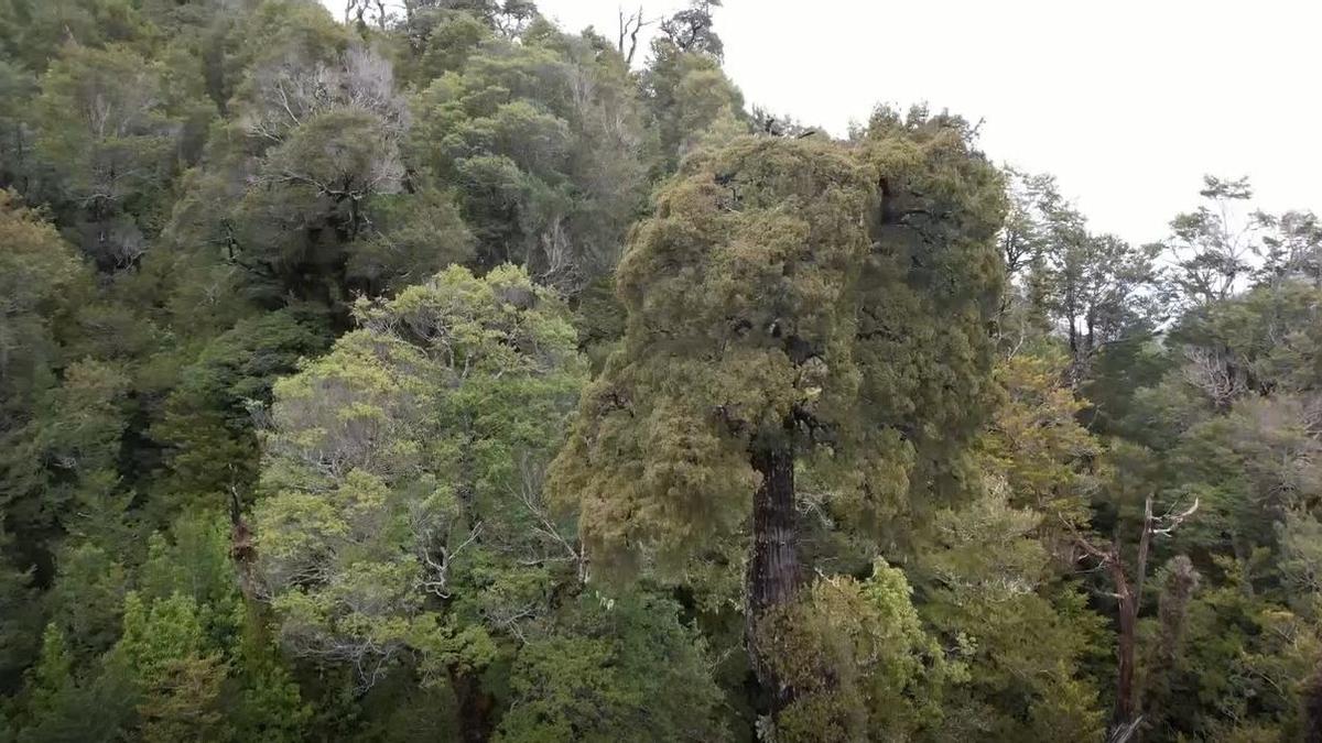 Gran abuelo', el árbol chileno que podría ser el más antiguo del mundo -  Información