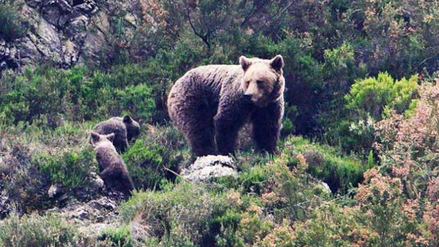 Una hembra de oso pardo cantábrico con sus esbardos.