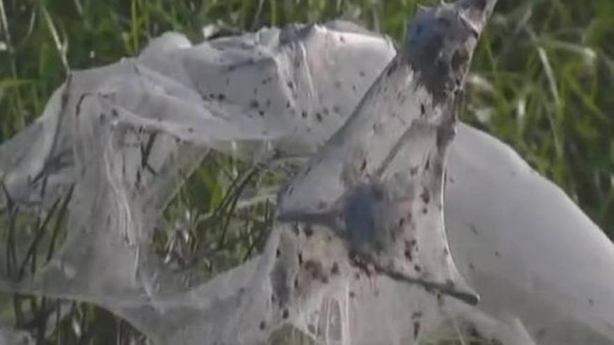 Kilómetros de tela de araña dejan un paisaje terrorífico