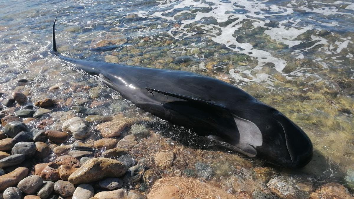 Delfín muerto hallado en la playa de San Ginés, en La Azohía.