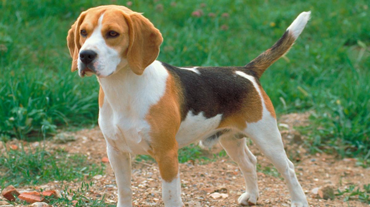 Las 10 mejores razas de perro para convivir con niños