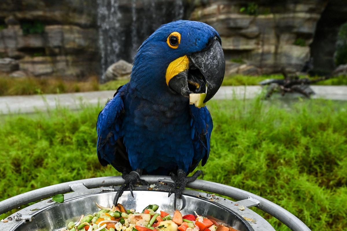 Singapur estrena el parque Paraíso de los pájaros