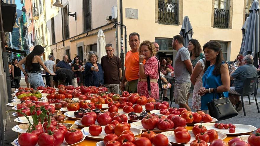 El tomate cultivado en el barrio bodeguero de Santiso conquista al jurado del festival cangués